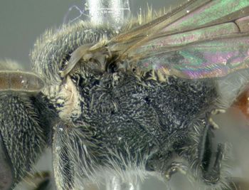 Media type: image;   Entomology 610725 Aspect: thorax lateral